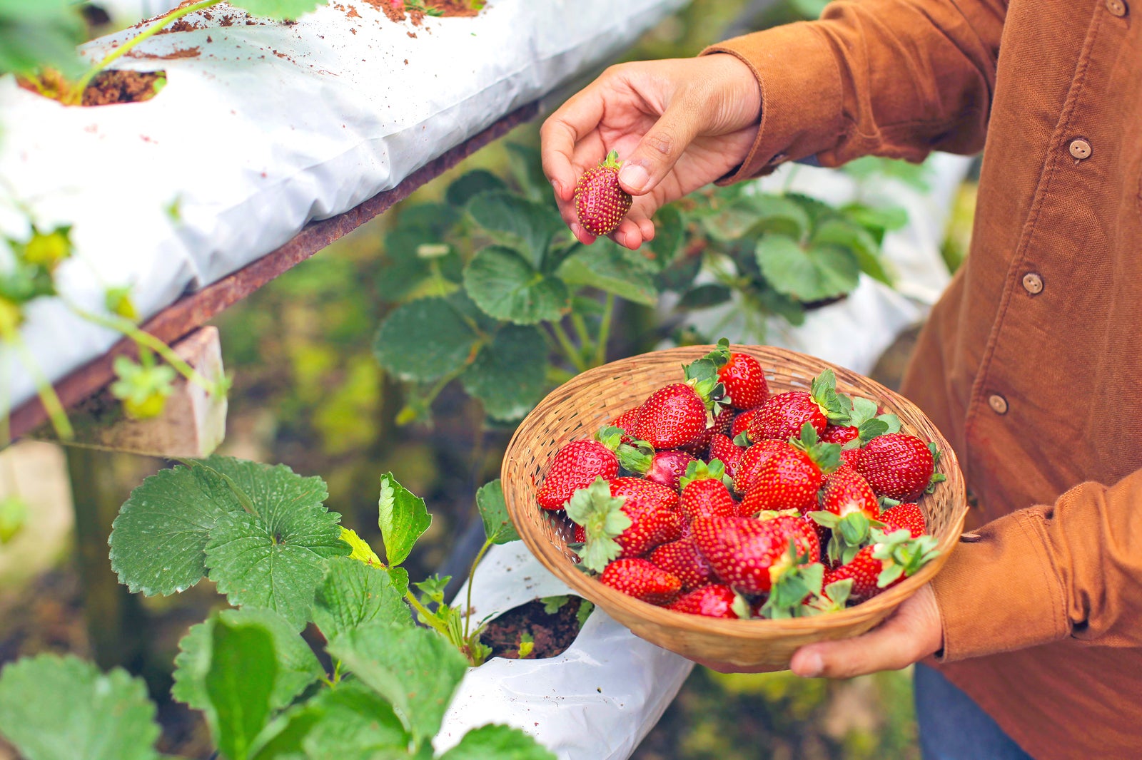 مزرعه توت فرنگی کوک لیم - Kok Lim Strawberry Farm