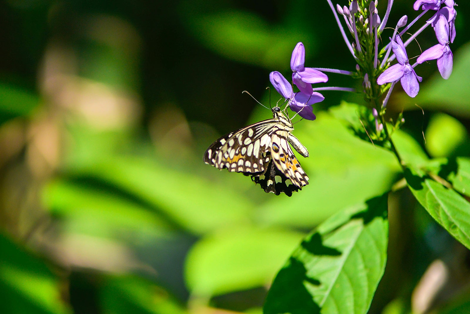 پارک پروانه های کوالالامپور - Kuala Lumpur Butterfly Park