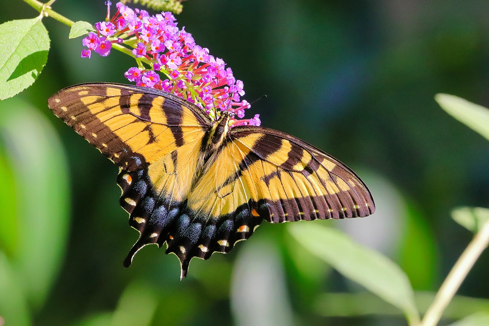 سرزمین عجایب پروانه - Butterfly Wonderland