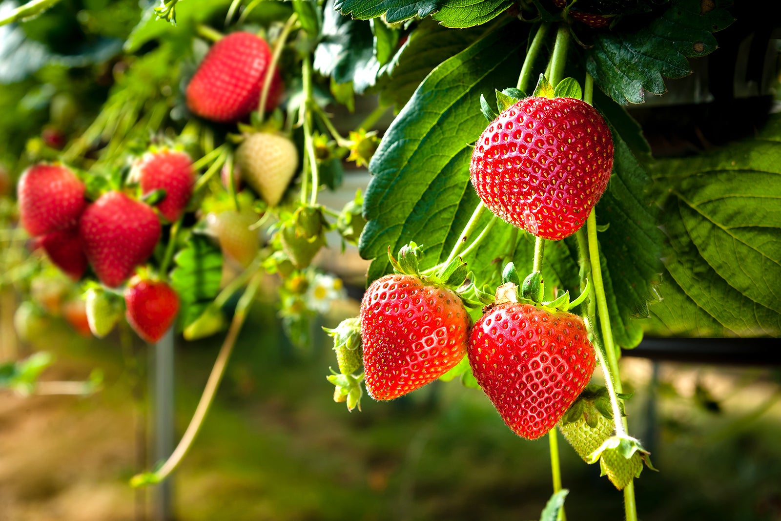 مزارع تفریحی توت فرنگی Genting - Genting Strawberry Leisure Farms