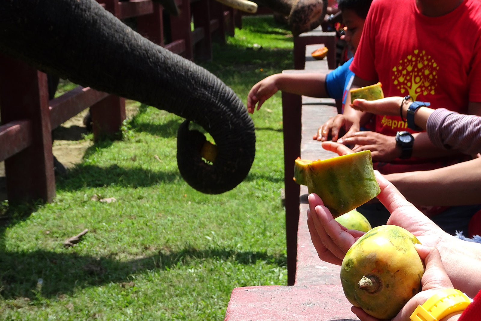 مرکز حفاظت از فیل‌های کوالا گاندا - Kuala Gandah Elephant Conservation Center