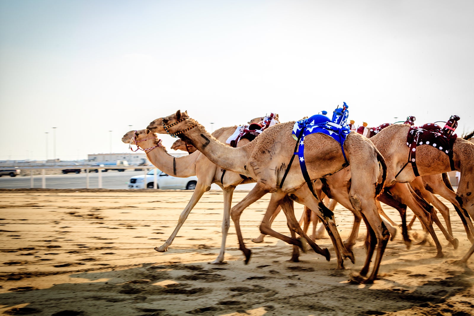 شتر دوانی الشحانیه - Al-Shahaniya Camel Racing