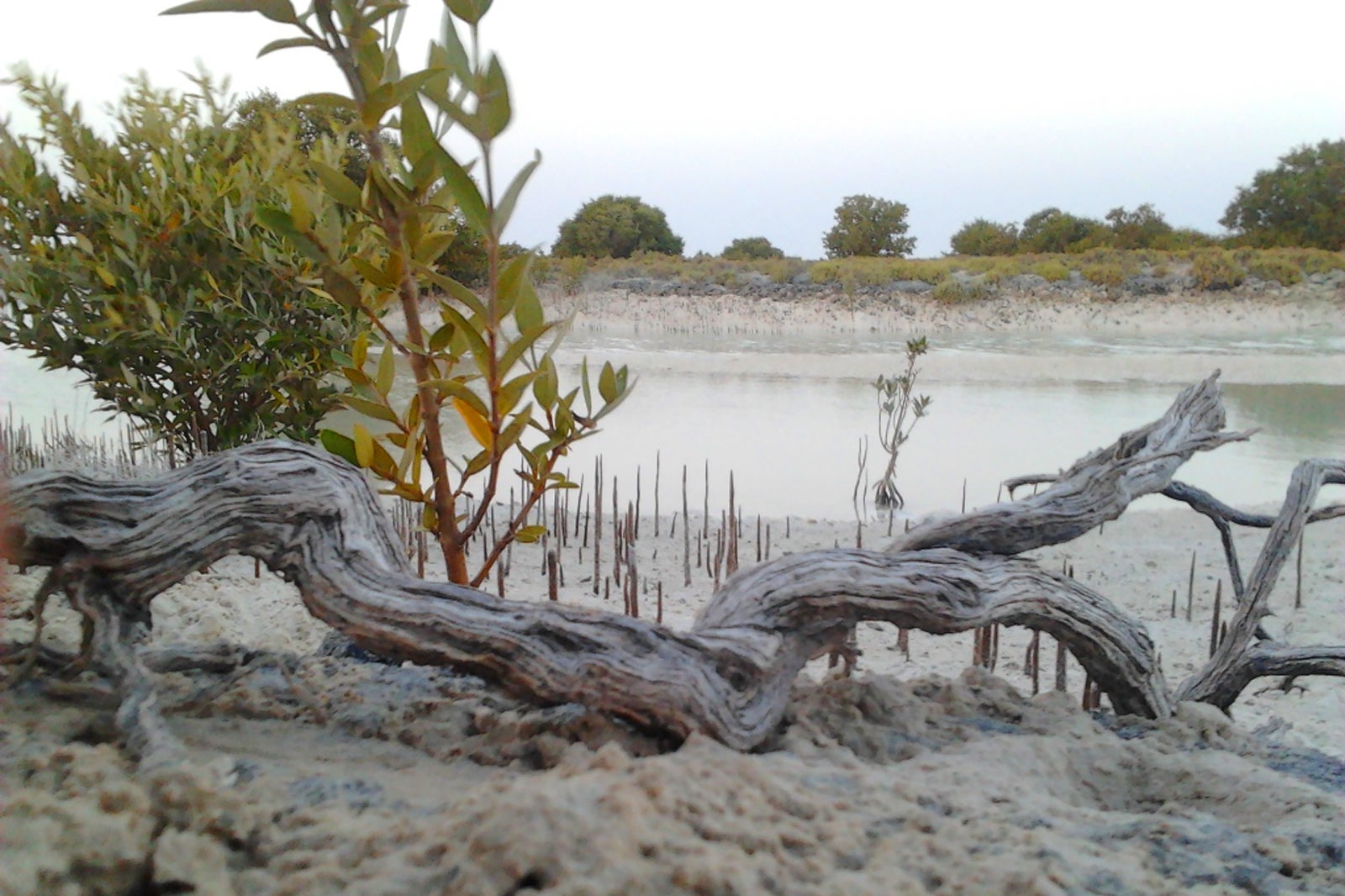 حرا الذاکیرا - Al Dhakira Mangroves