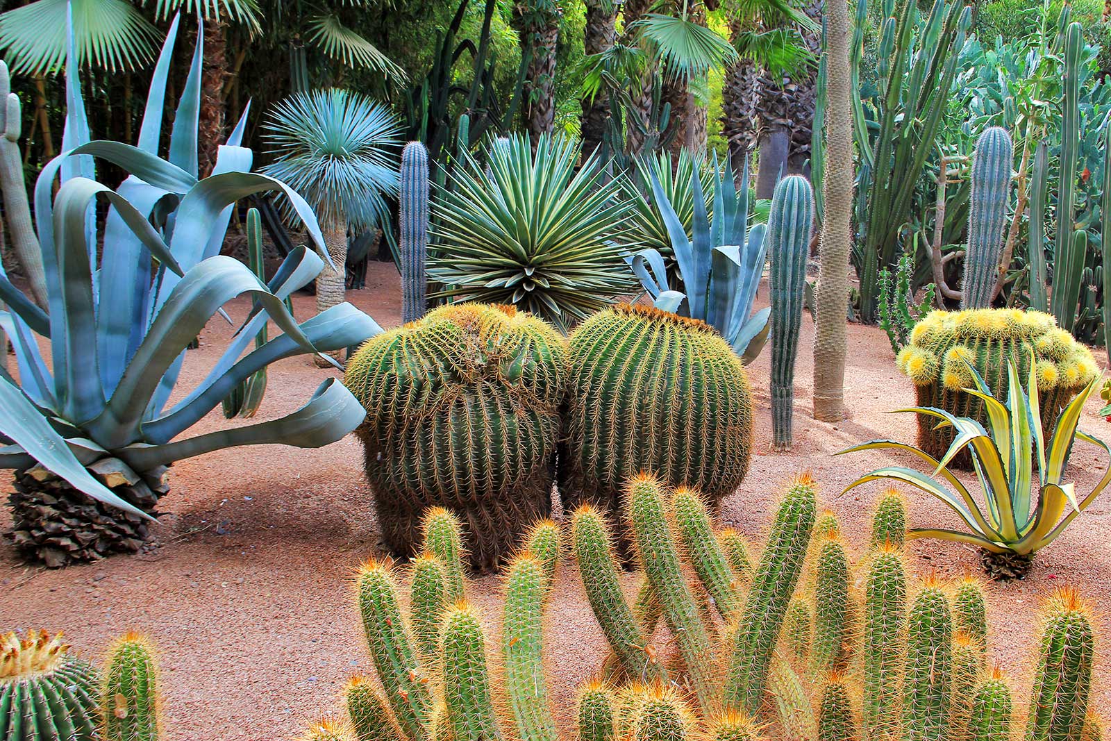 جردن ماژورل - Jardin Majorelle