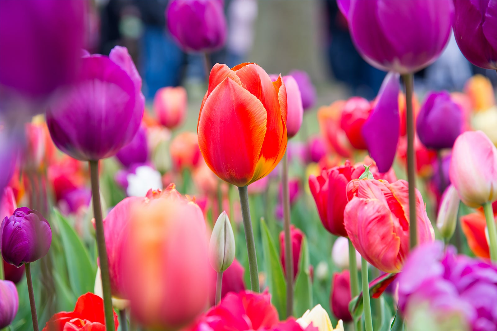 روز ملی لاله ها (Nationale Tulpendag) - National Tulip Day (Nationale Tulpendag)