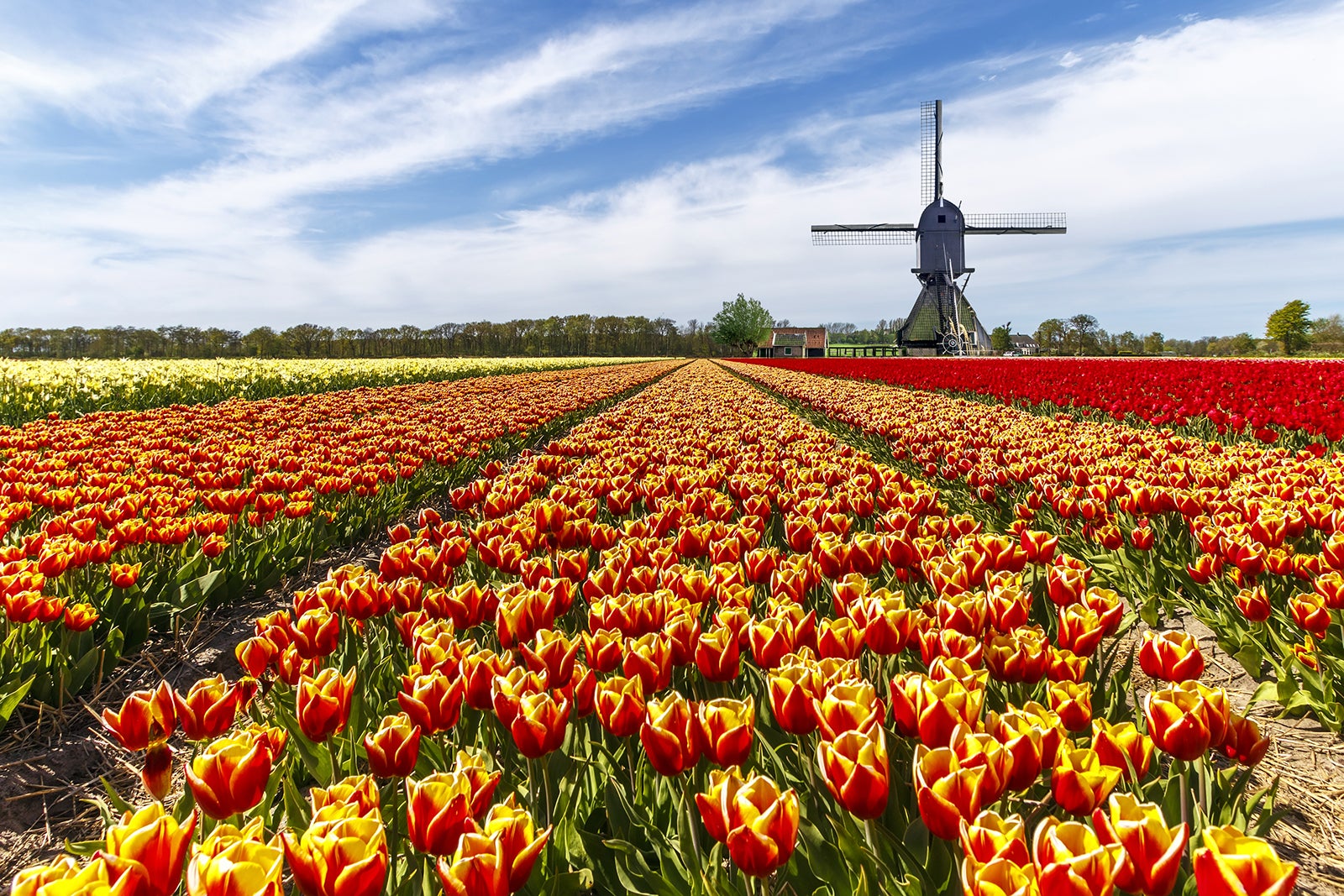 لیس و کوکنهوف - Lisse and Keukenhof