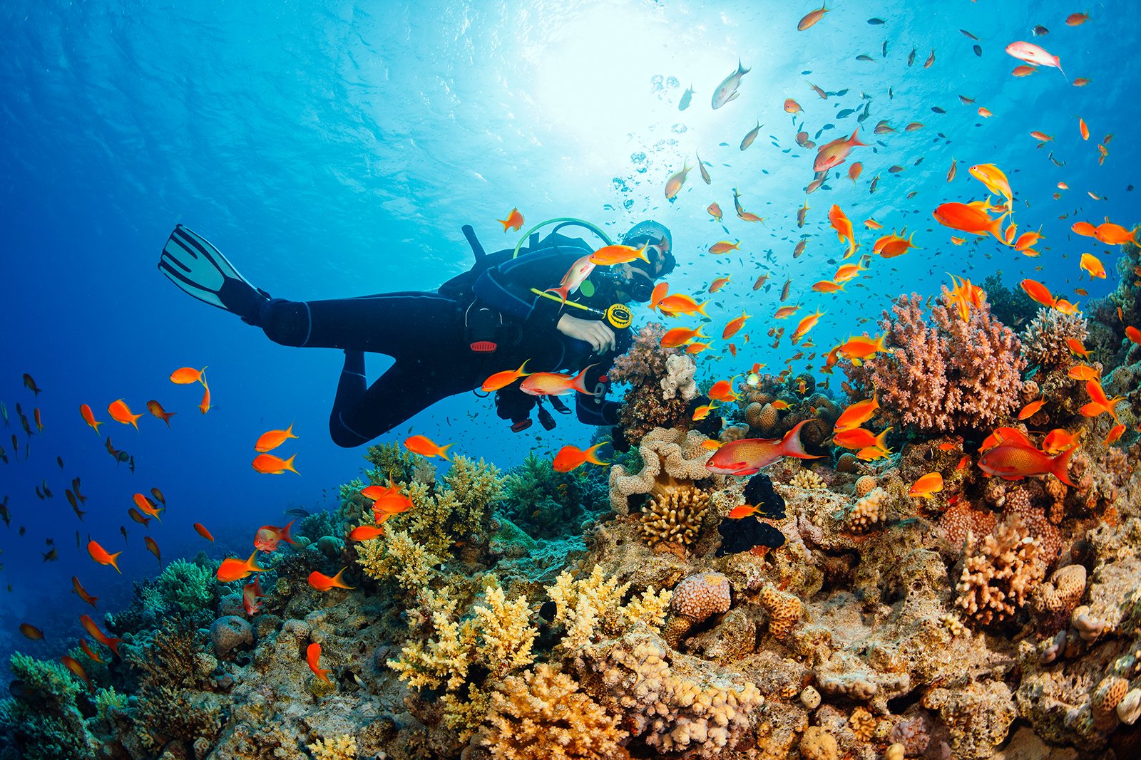 غواصی در مانیل - Diving in Manila