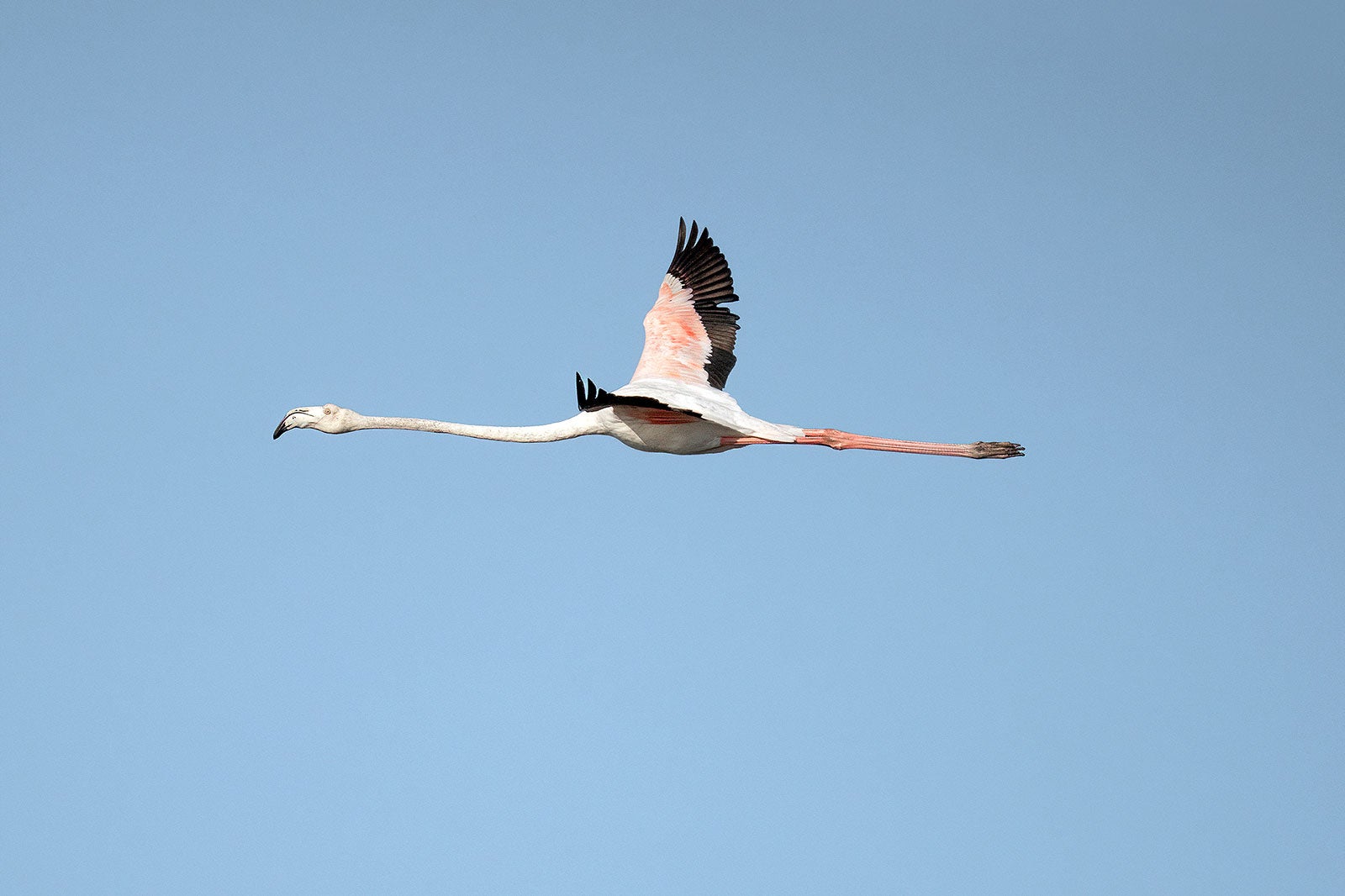 ذخیره‌گاه طبیعی مصب تاگوس - Tagus Estuary Nature Reserve