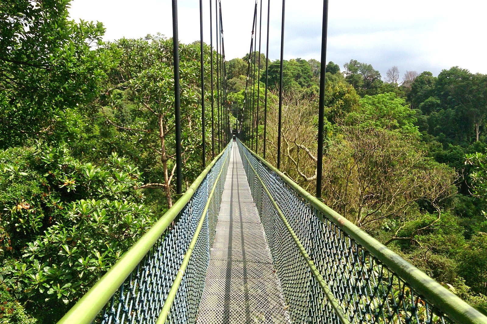 از میان درختان در مخزن مک ریچی قدم بزنید - Walk though the trees at MacRitchie Reservoir