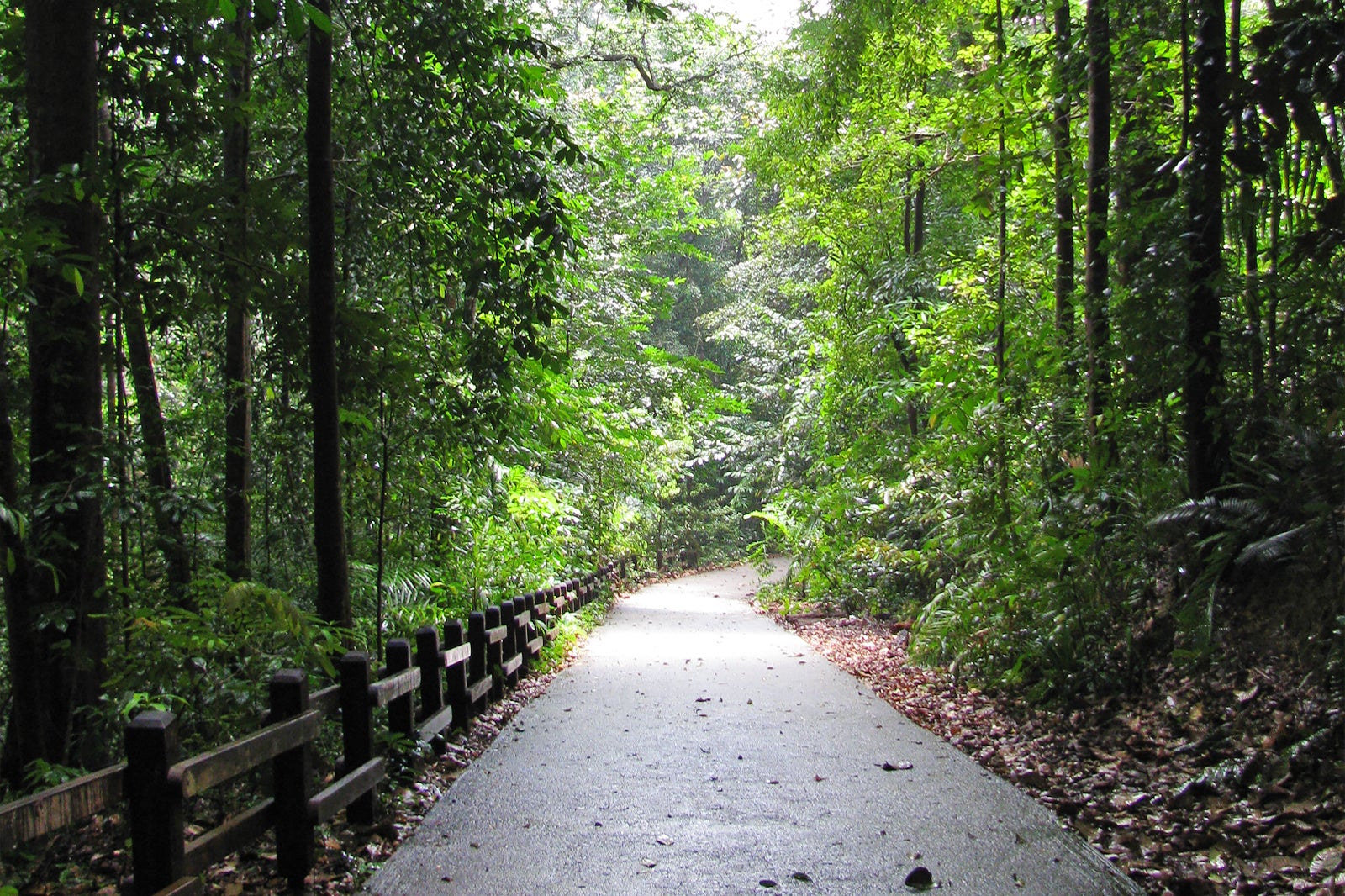 ذخیره‌گاه طبیعی بوکیت تیماه - Bukit Timah Nature Reserve