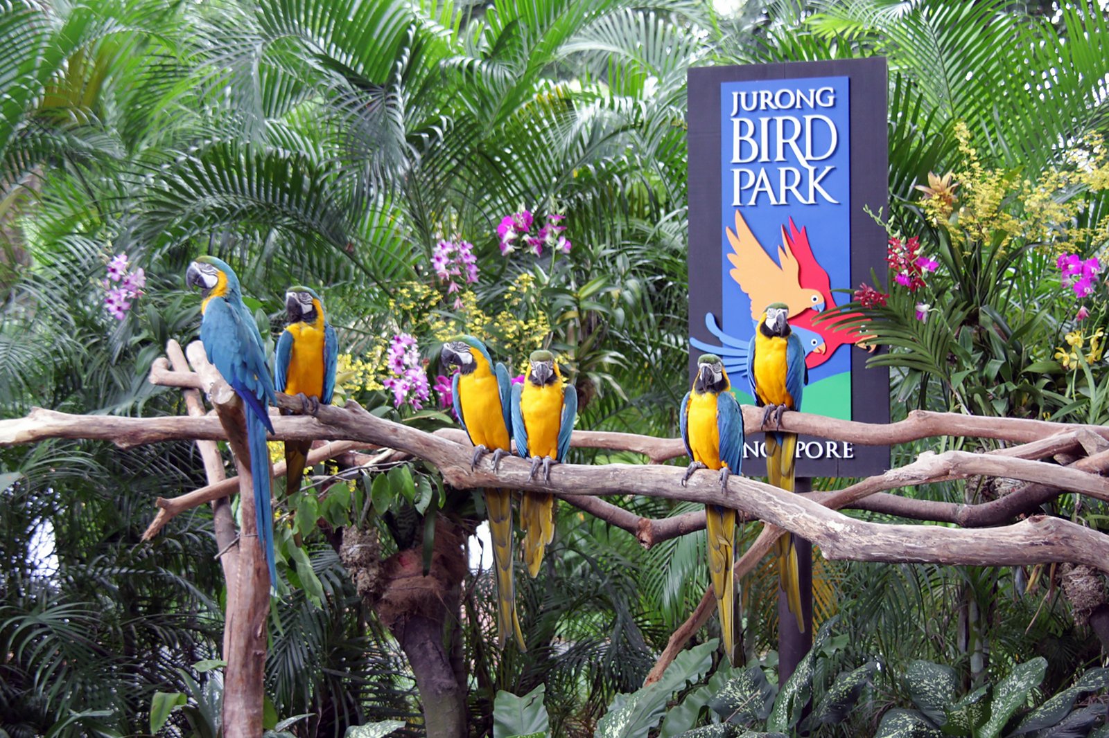 پارک پرندگان جورونگ - Jurong Bird Park