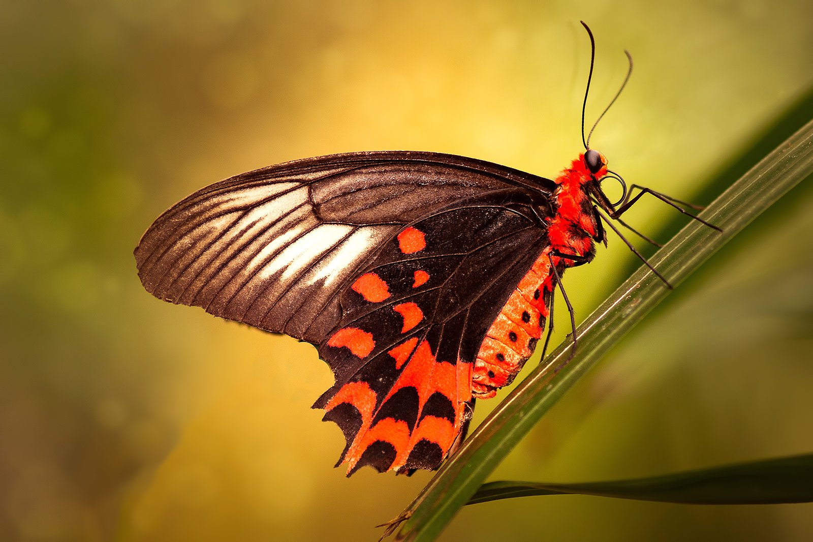 پروانه سنگاپور - Singapore Butterfly & Insect Kingdom