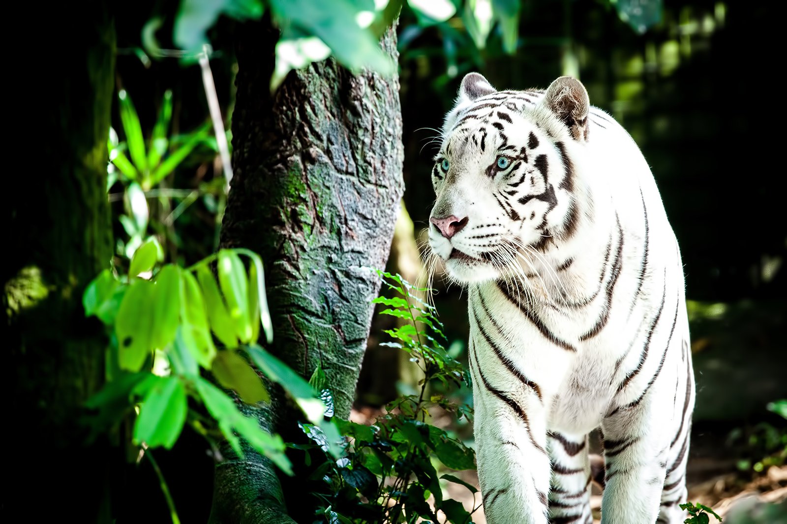 باغ وحش سنگاپور - Singapore Zoo