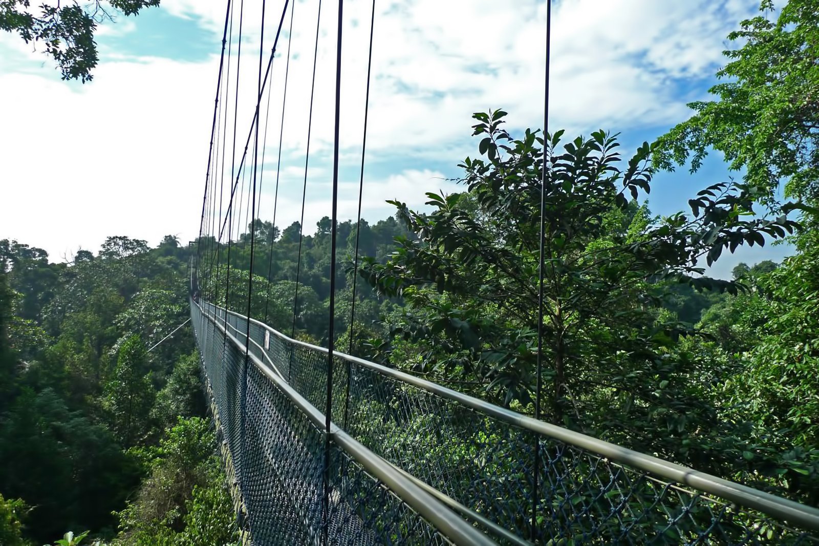 پیاده روی بالای درخت در مخزن مک ریچی - Treetop Walk at MacRitchie Reservoir