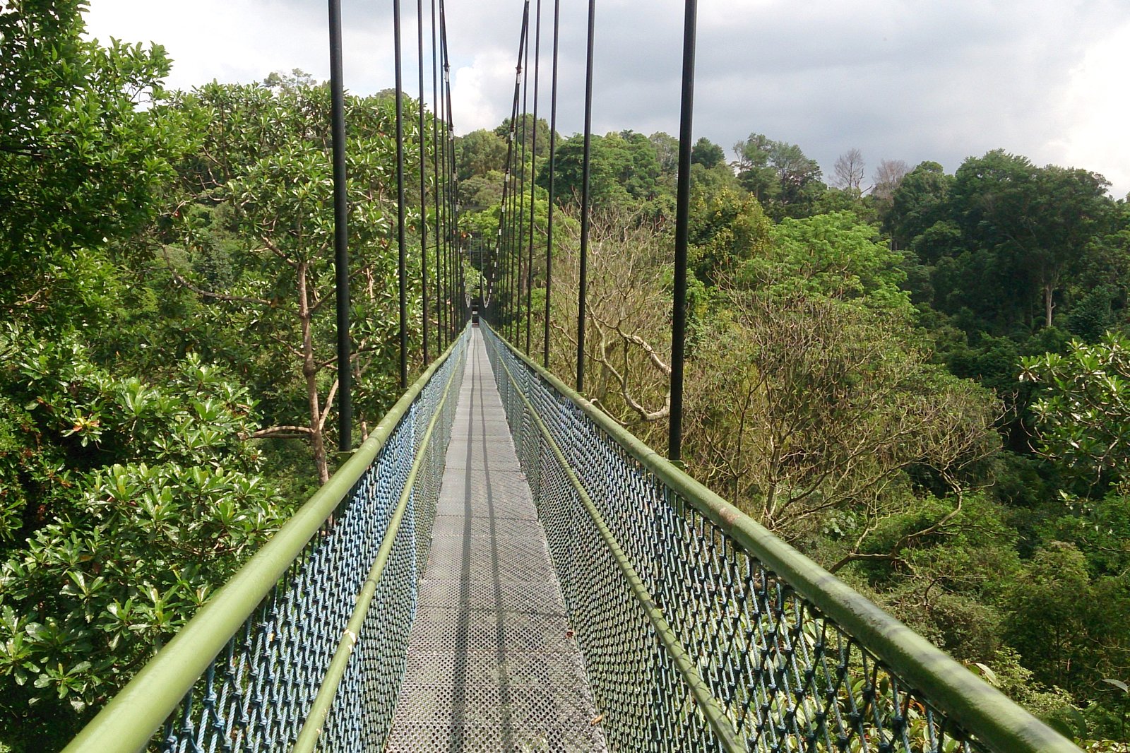 پیاده روی بالای درخت در مخزن مک ریچی - Treetop walk at MacRitchie Reservoir