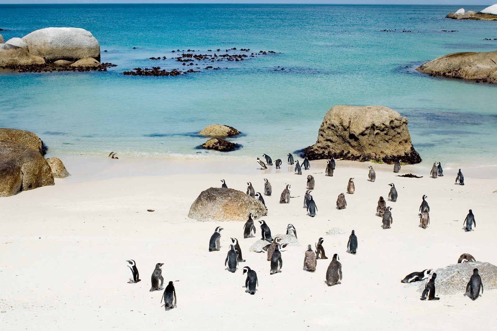 کلونی پنگوئن بولدرز ساحل - Boulders Beach penguin colony