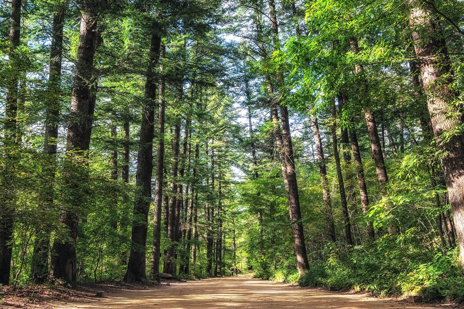 معبد Woljeongsa و جنگل درخت صنوبر - Woljeongsa Temple & Fir Tree Forest