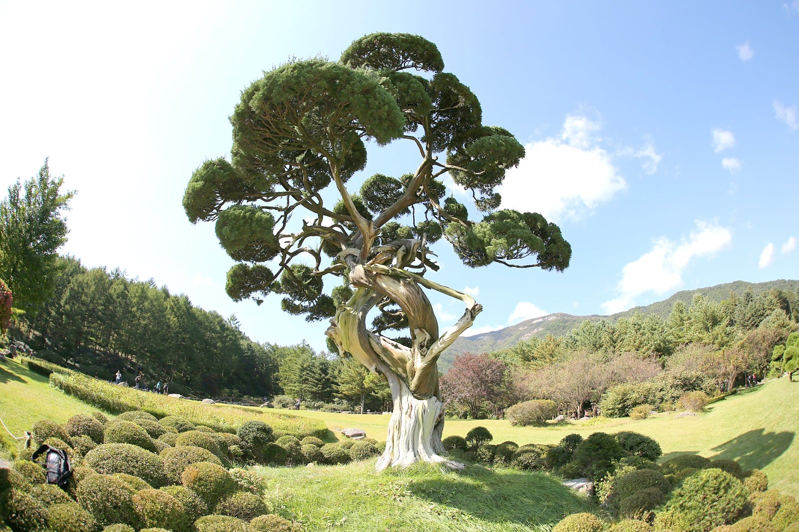 درختکاری Pureun - Pureun Arboretum