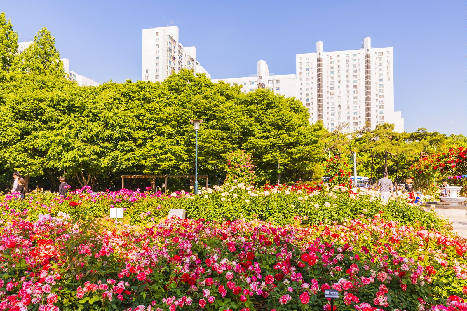 جشنواره رز سئول - Seoul Rose Festival