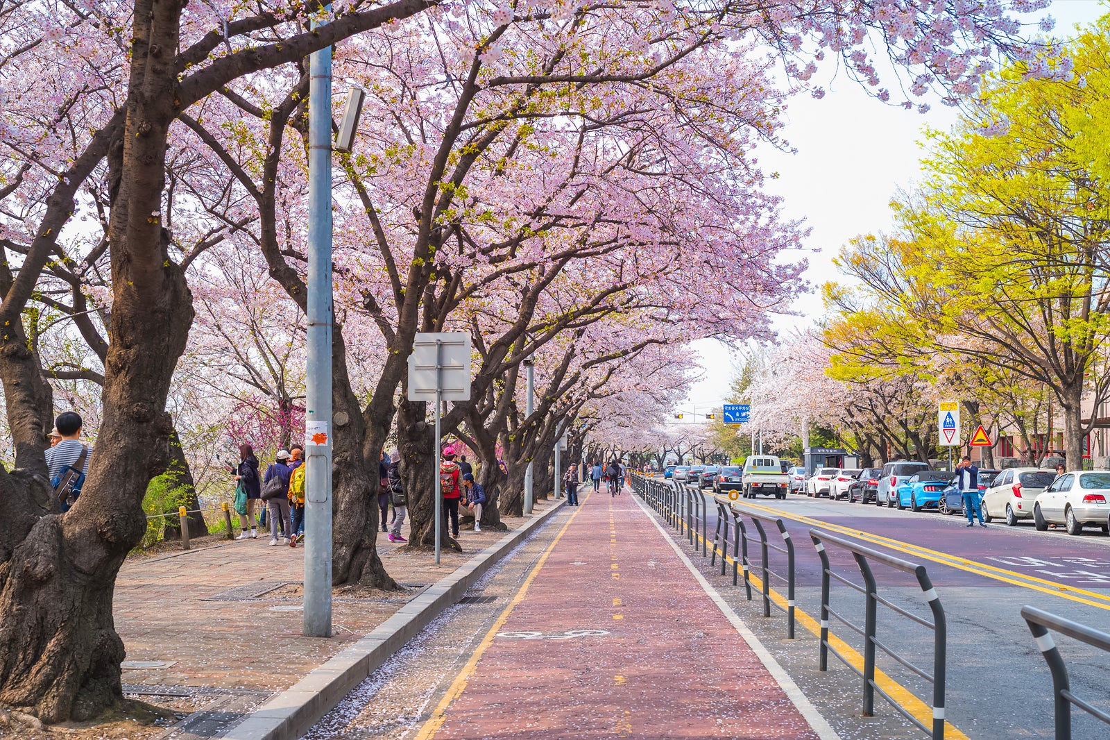 جشنواره گل های بهاری Yeouido - Yeouido Spring Flower Festival