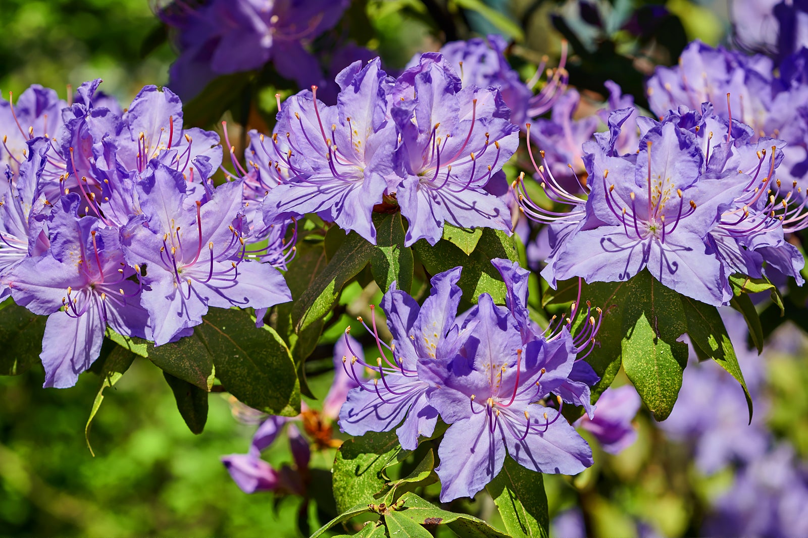 پارک گیاه شناسی سئول - Seoul Botanic Park