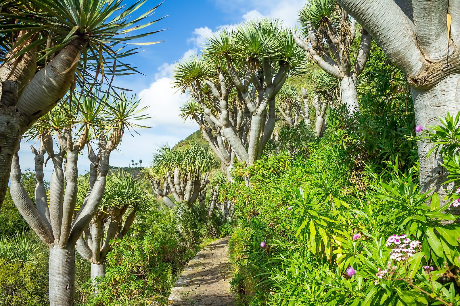 باغ گیاه شناسی قناری - Jardín Botánico Canario