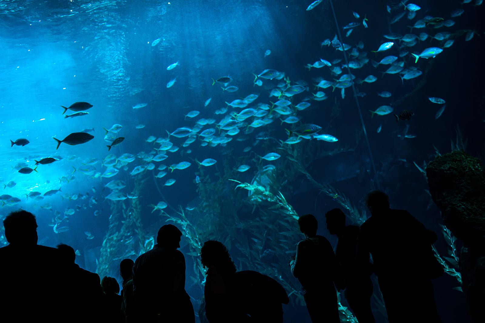 شعر آکواریوم دریا - Poema del Mar Aquarium