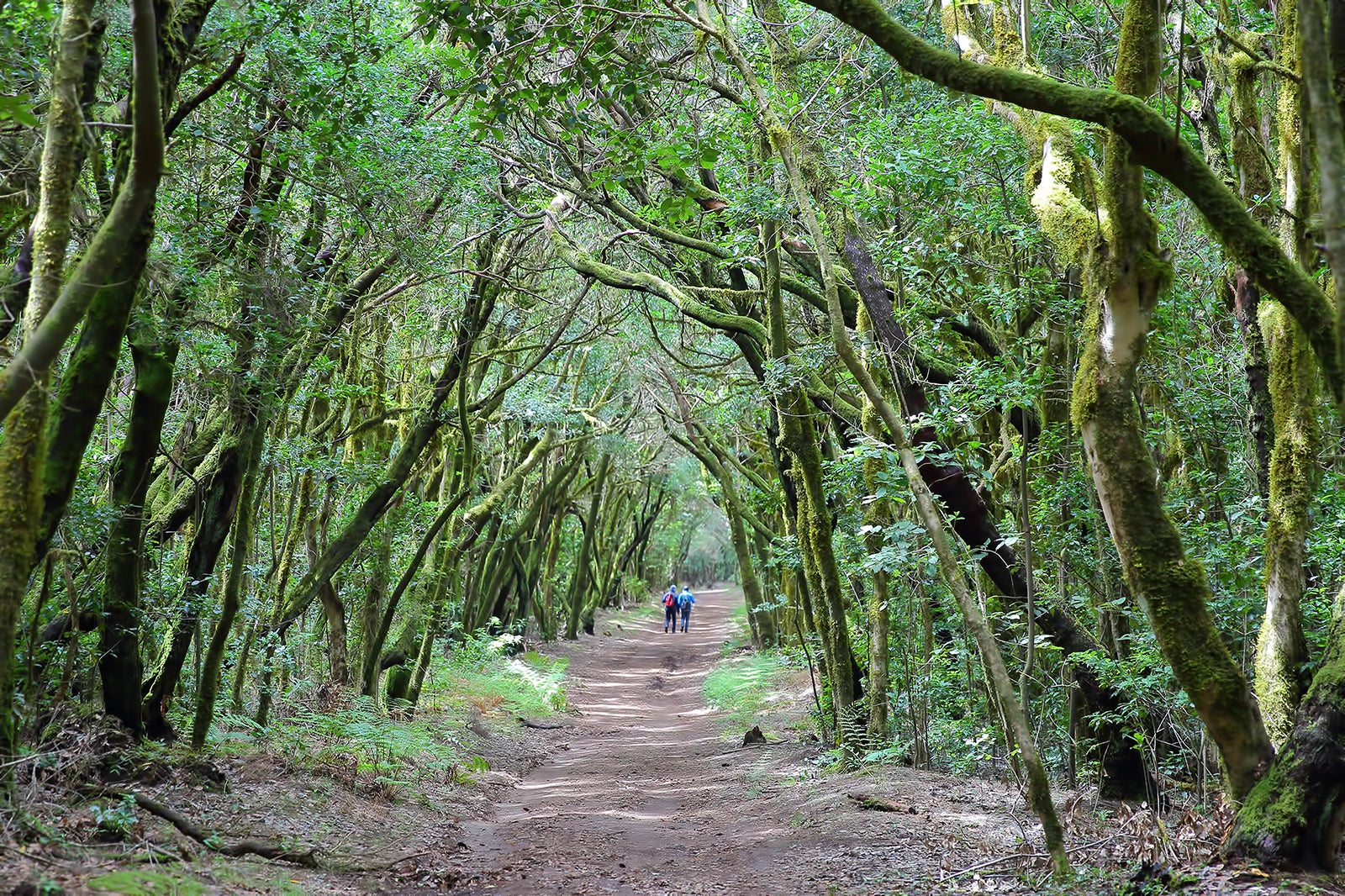 پارک ملی Garajonay، La Gomera - Garajonay National Park, La Gomera