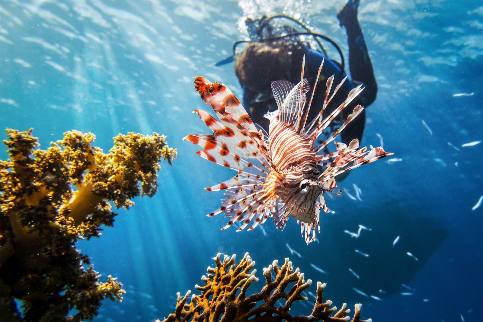 به غواصی بروید - Go scuba diving