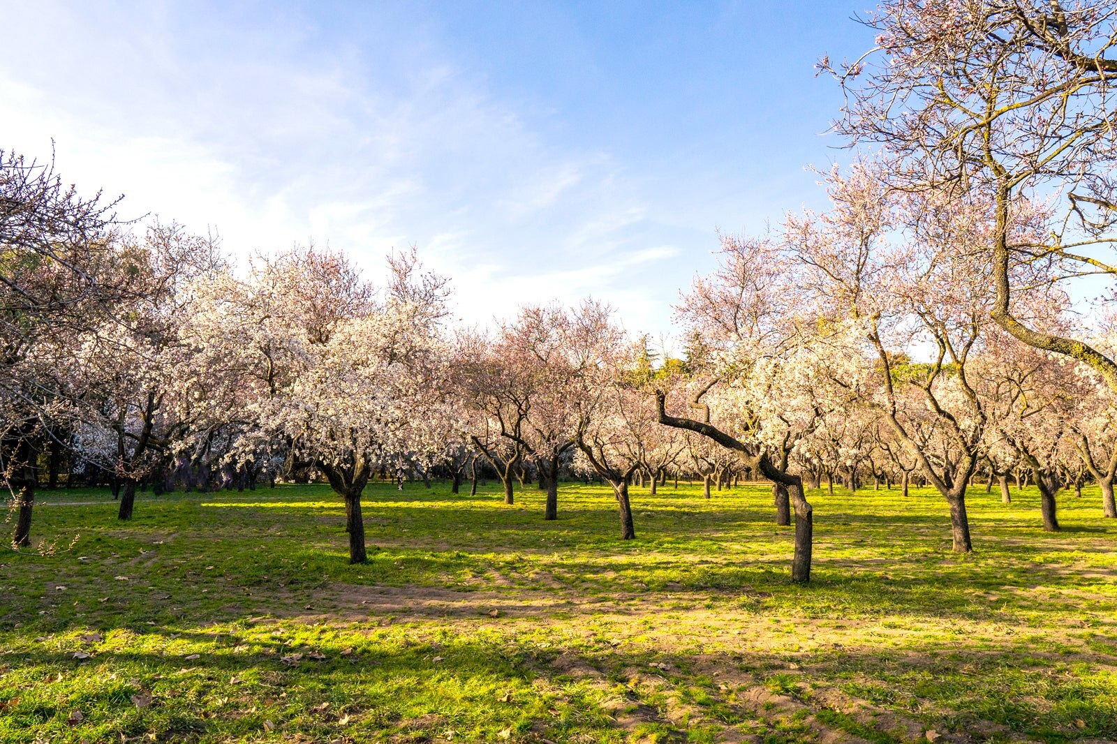 پارک کوئینتا د لس مولینوس - Quinta de los Molinos Park