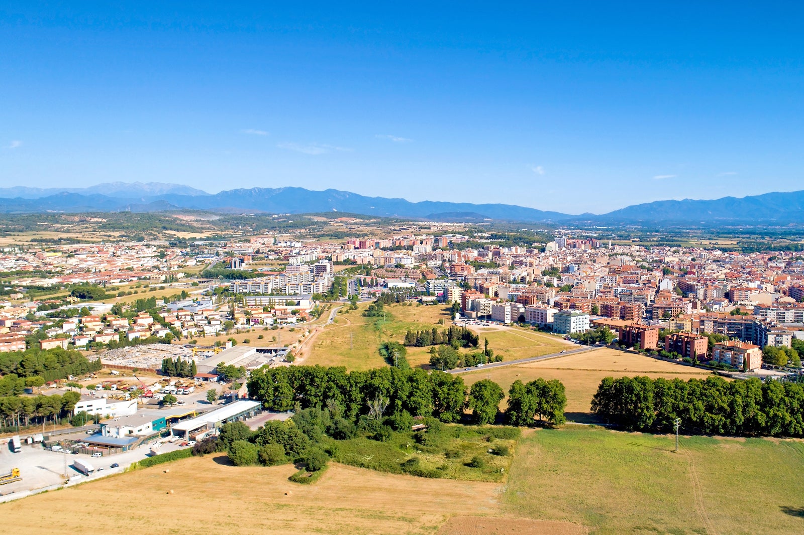 درختان انجیر - Figueres