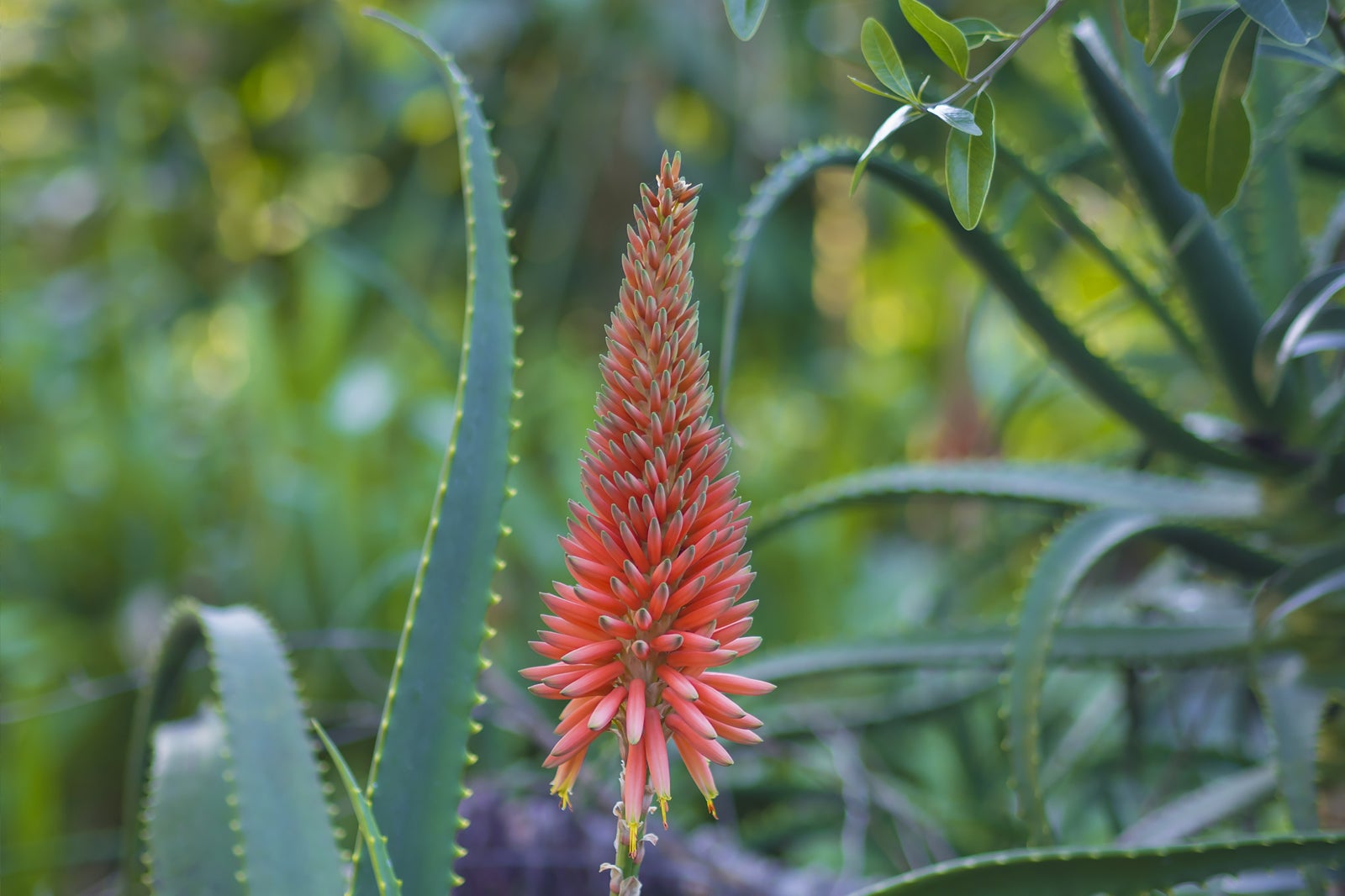 آلوئه پارک تنریف - Aloe Park Tenerife