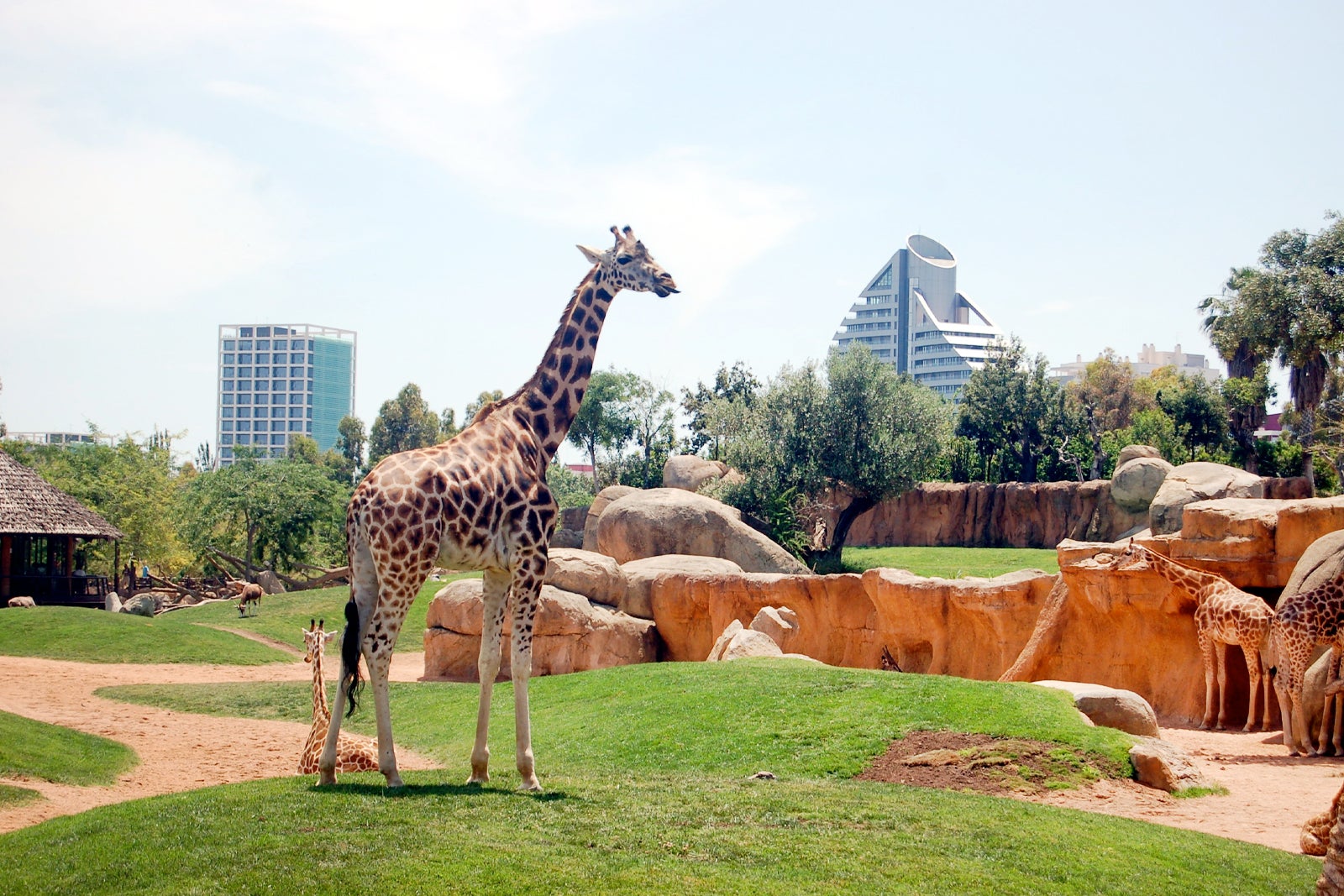 بیوپارک والنسیا - Bioparc València