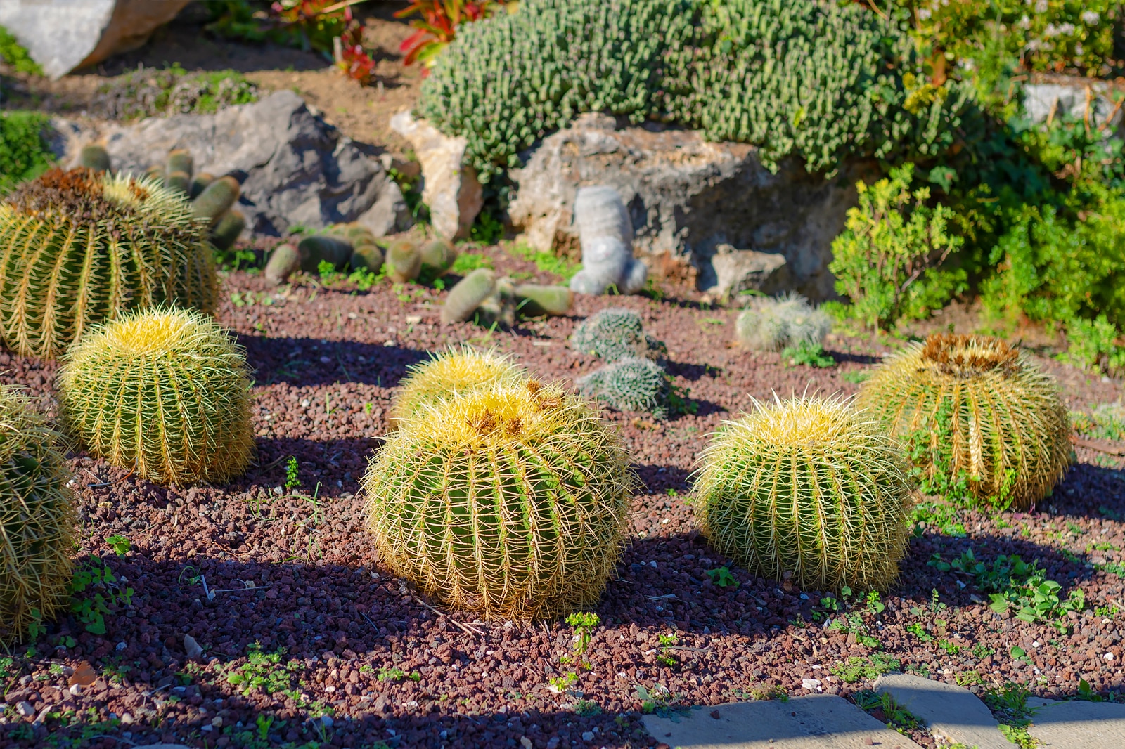 باغ گیاه شناسی بارسلون - Barcelona Botanical Gardens