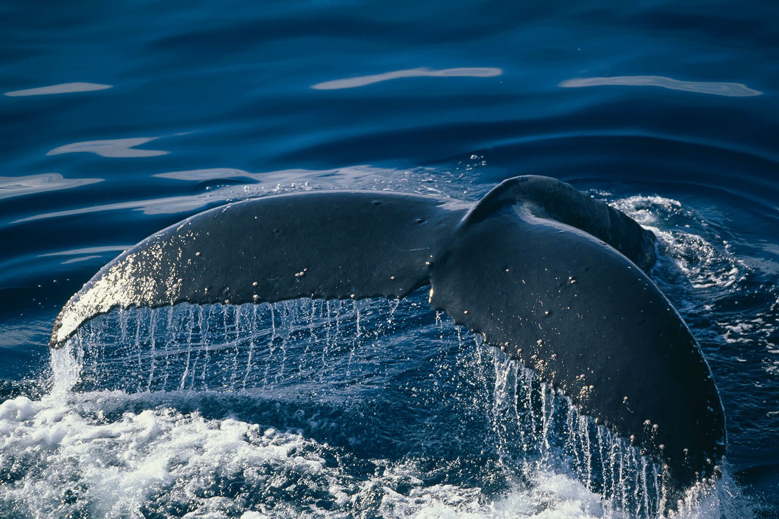 تماشای نهنگ از پورتو کولون - Whale watching from Puerto Colon