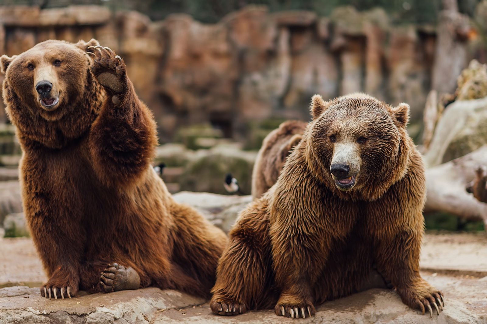 باغ وحش آکواریوم مادرید - Zoo Aquarium de Madrid