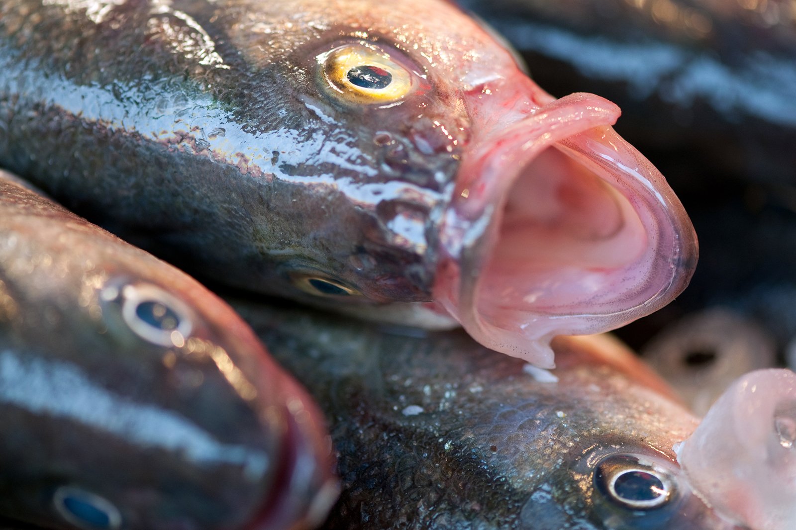 بازار ماهی بندر سینگدا - Singda Harbour Fish Market