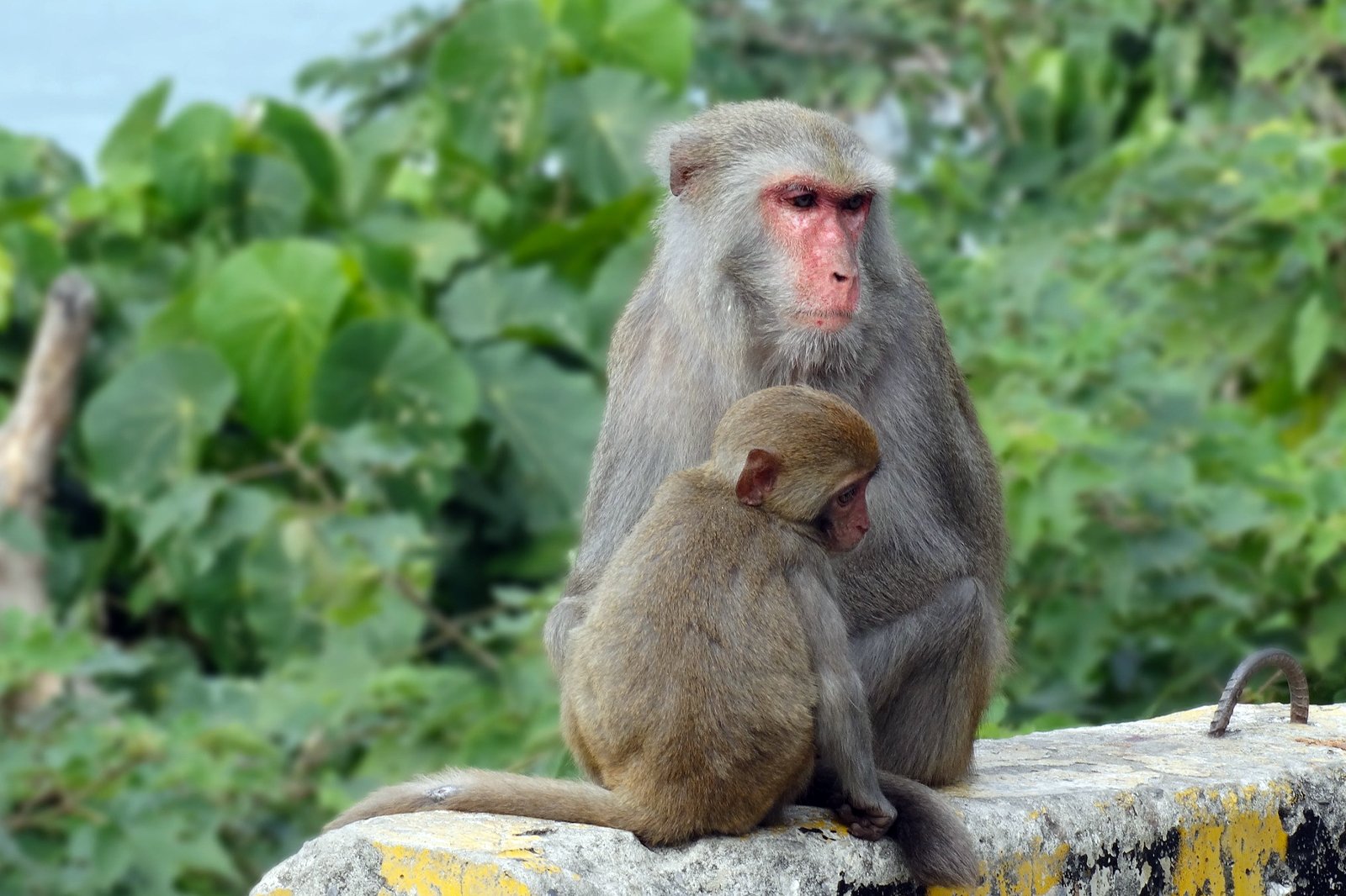 کوه میمون - Monkey Mountain