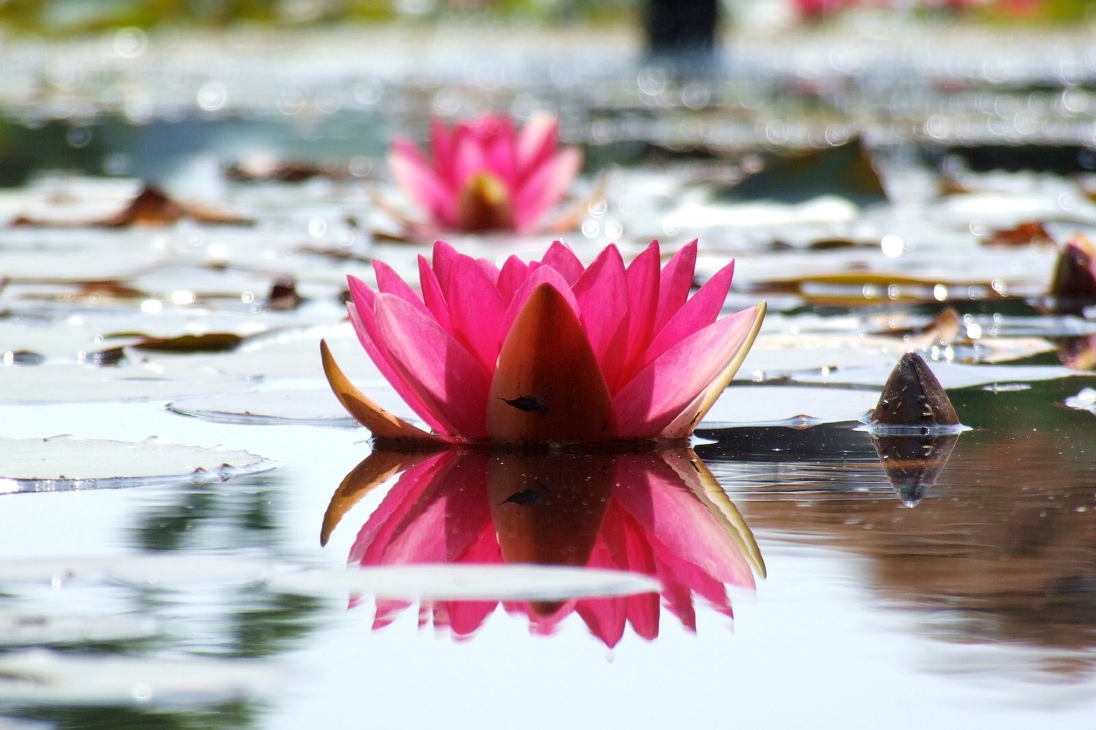 باغ میهه - Meihe Garden