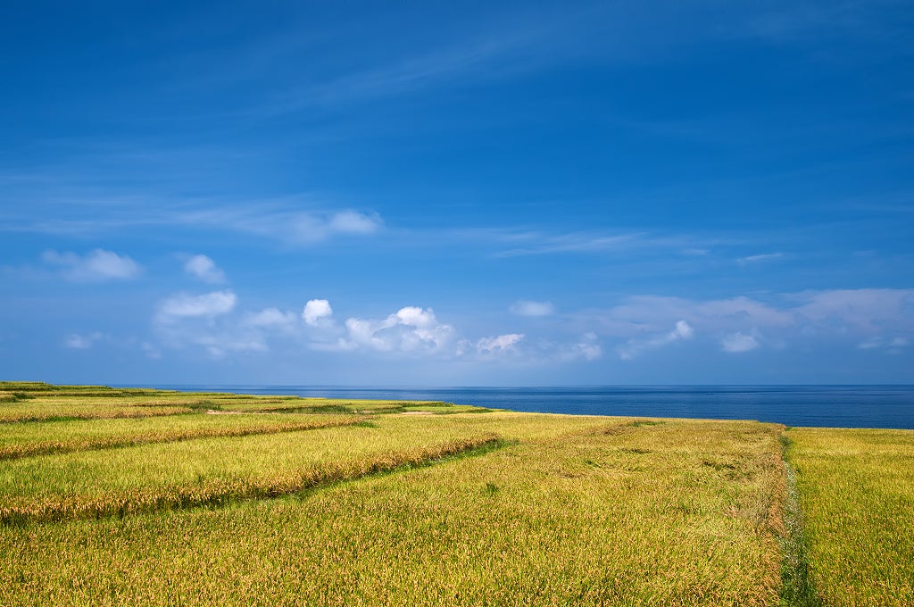 تراس برنج Xinshe - Xinshe Rice Terrace