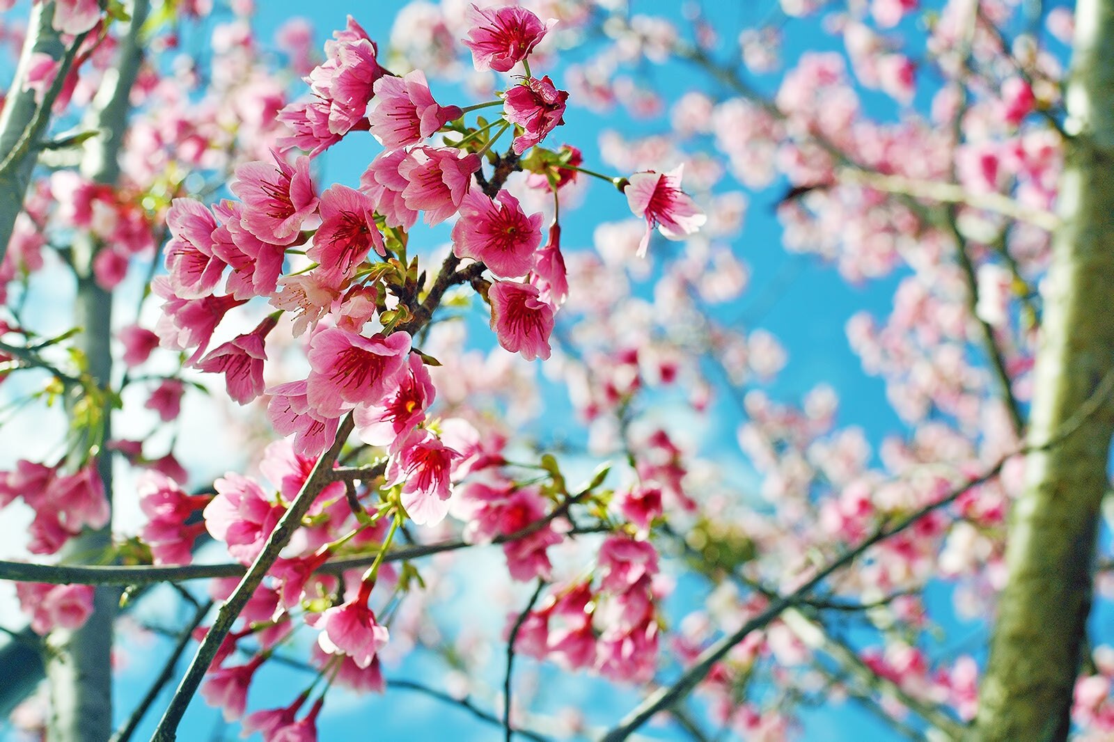 تماشای شکوفه های گیلاس در کالج الهیات یو شان - Cherry blossom viewing at Yu-Shan Theological College & Seminary