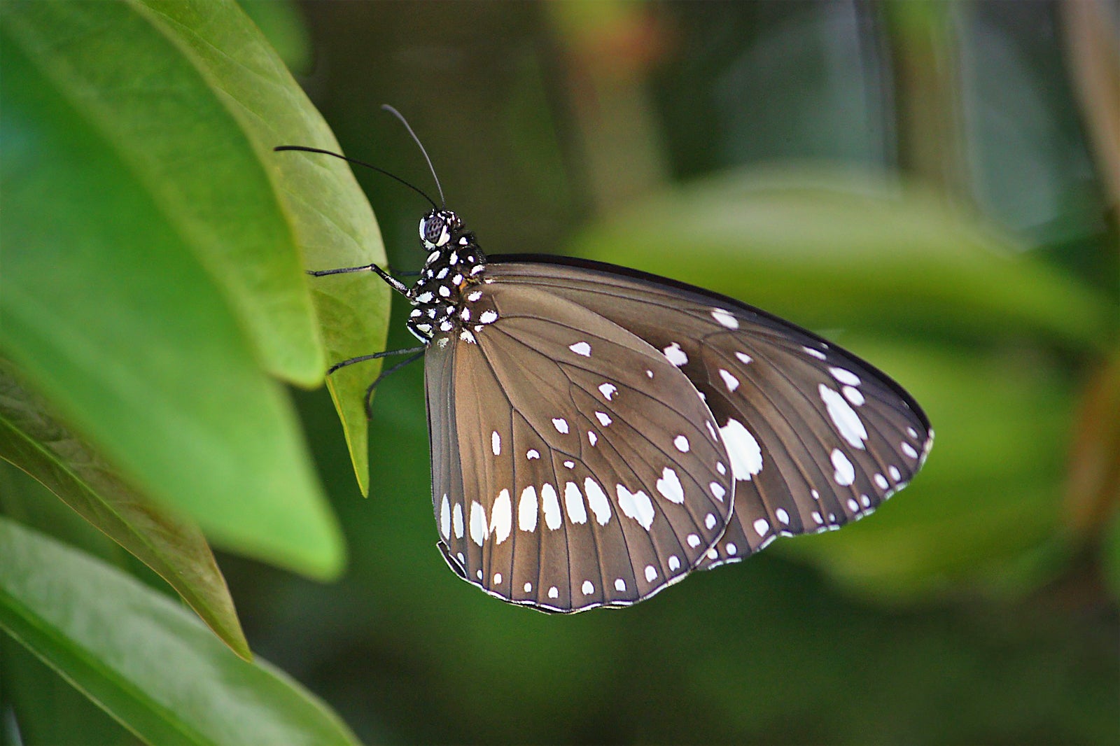 دره پروانه بنفش - Purple Butterfly Valley