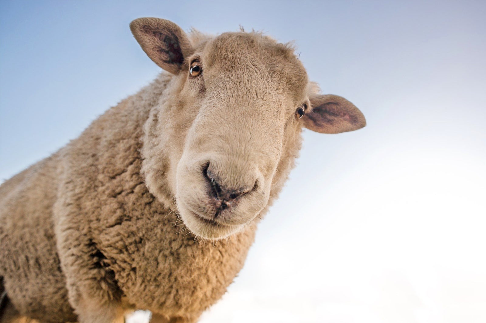 مزارع گوسفند کائوسیونگ - Kaohsiung sheep farms