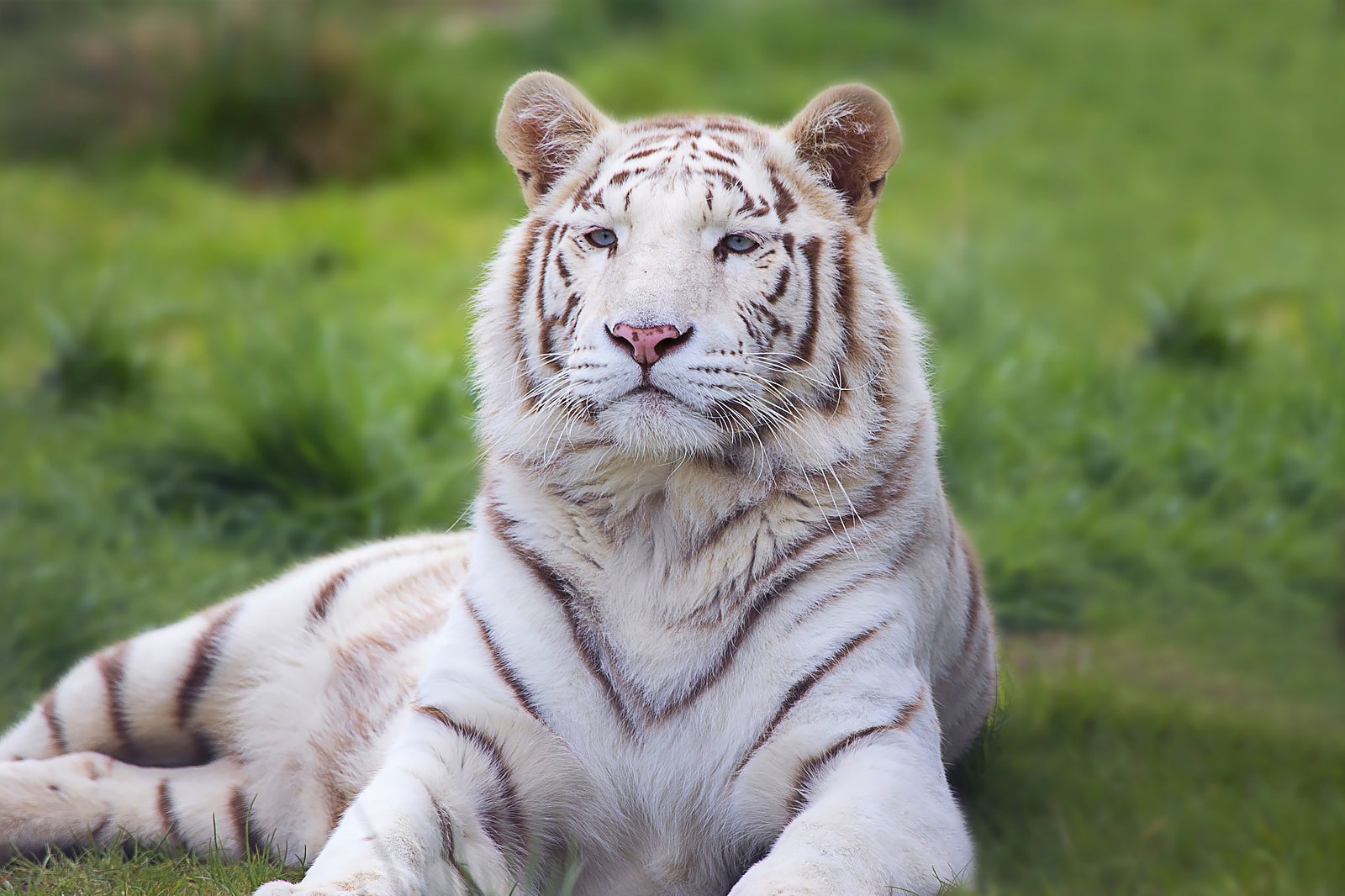 باغ وحش شوشان - Shoushan Zoo