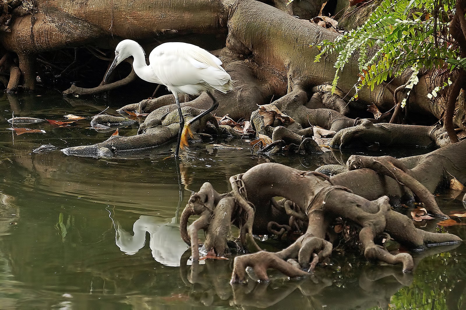 پرنده نگری در پارک پرندگان و محیط زیست فونگ‌هوانگگو - Birdwatching at Fonghuanggu Bird and Ecology Park