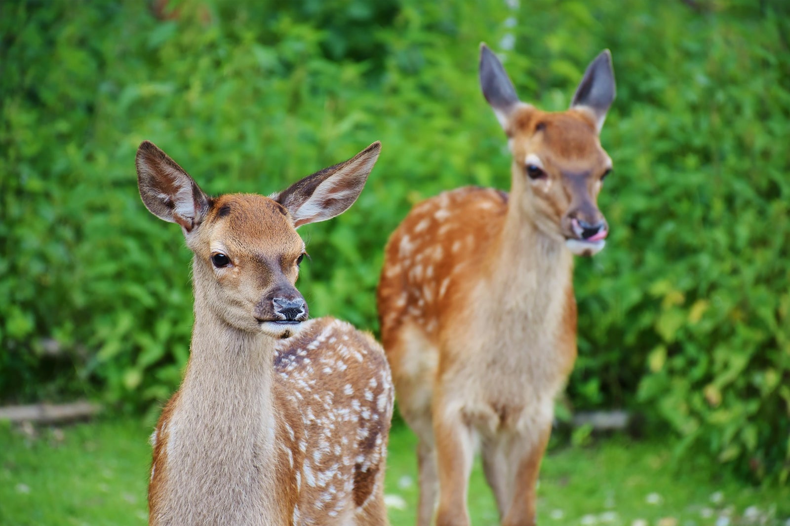 پارک بوم گردی بهشت ​​آهو - Paradise of Deer Ecological Park