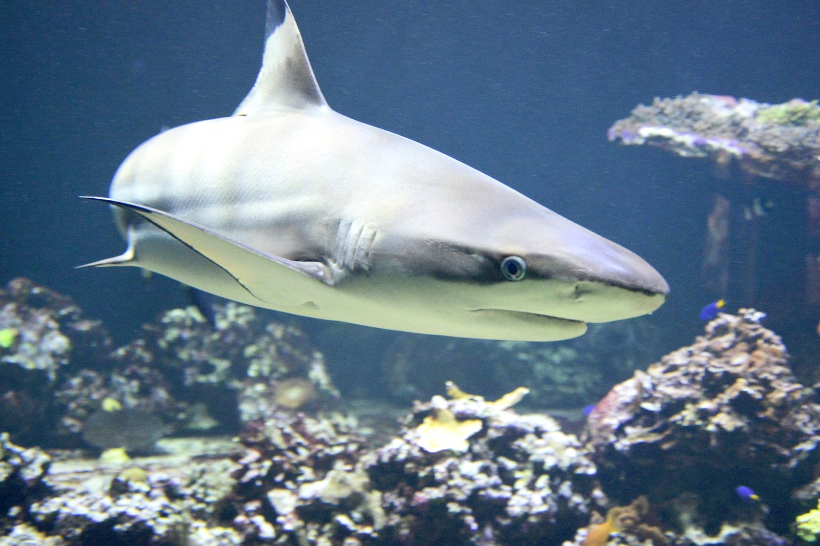 به کوسه ها در جیاوکسی غذا بدهید - Feed Sharks in Jiaoxi