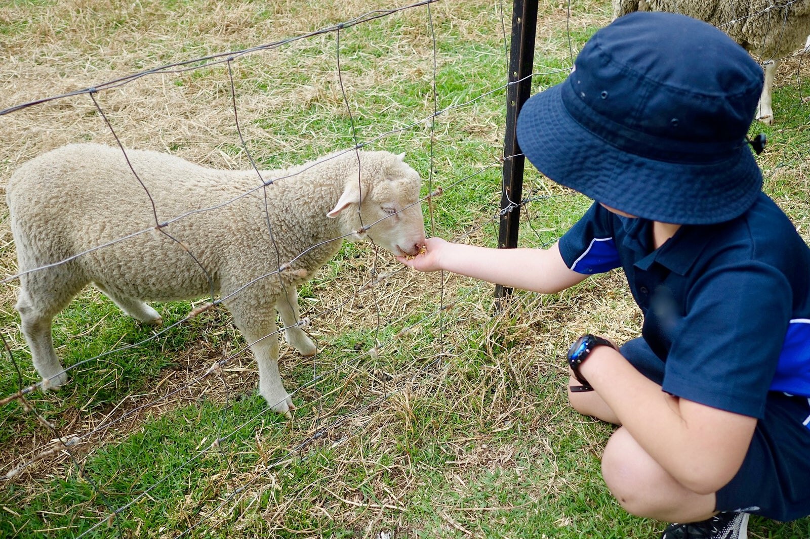 از غذا دادن به حیوانات در مزرعه لذت ببرید - Have Fun Feeding Animals at a Ranch