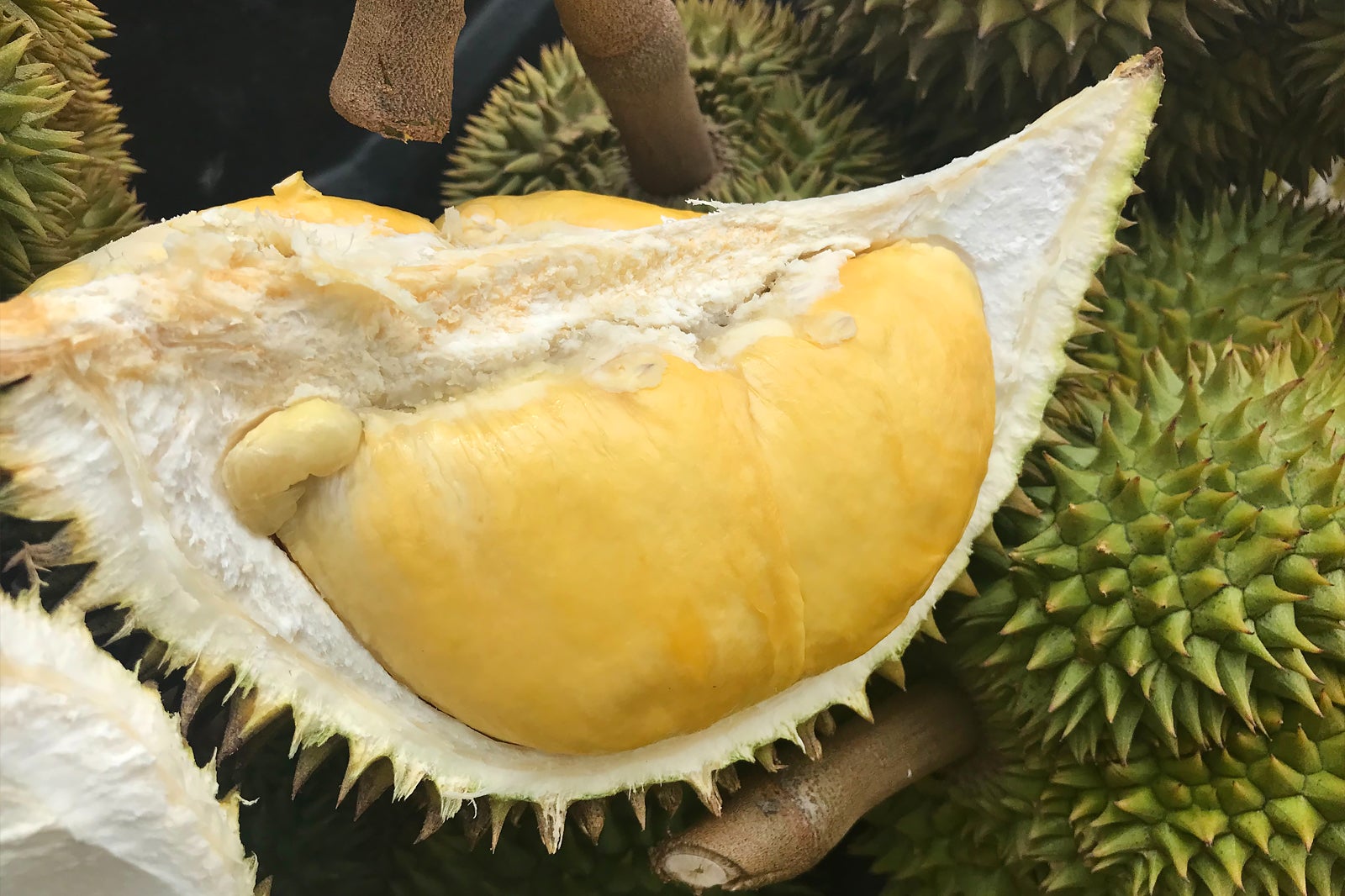 دوریان (Tu-Rian) - Durian (Tu-Rian)