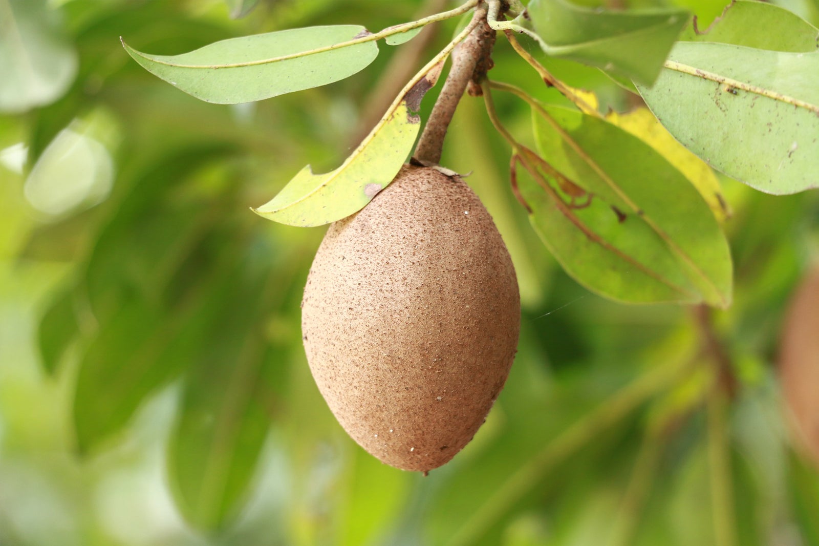 ساپودیلا (لا-موت) - Sapodilla (La-Mut)